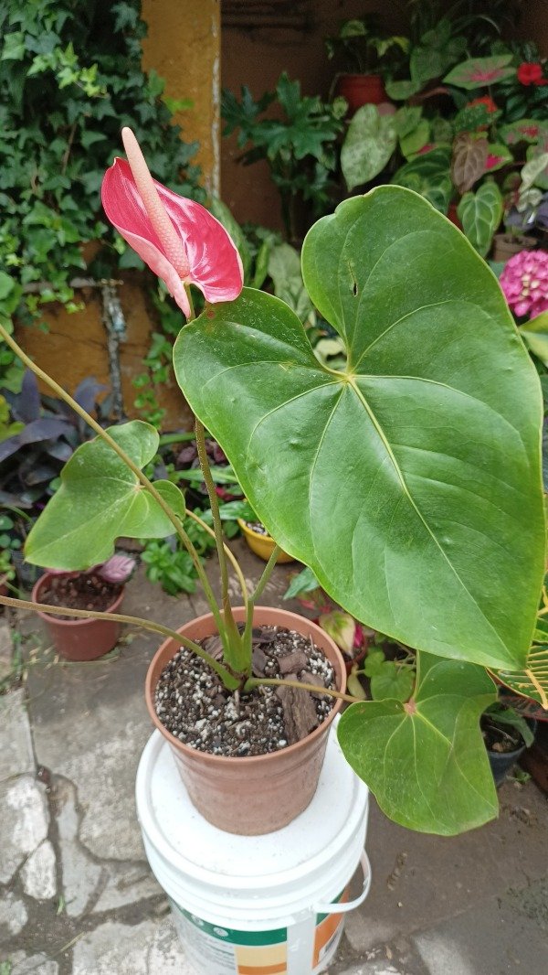 Producto - Anturio flor Rosa