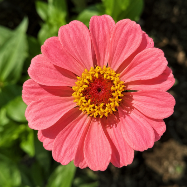 Producto - 30 Semillas Zinnia elegans "Salmon"