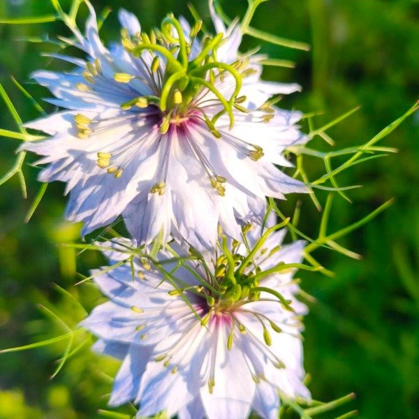 Producto - Nigella damascena celeste