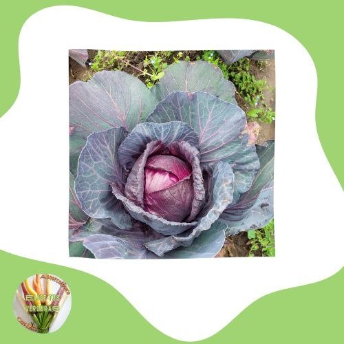 Producto - Repollo colorado - 1 unidad