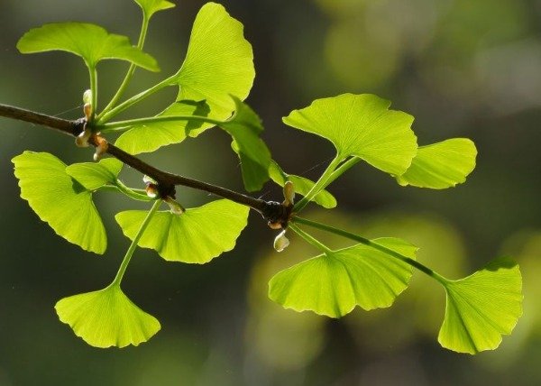 Producto - Ginkgo Biloba Hojas Secas 200g - 2