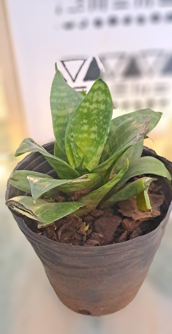 Producto - Sansiviera Enana