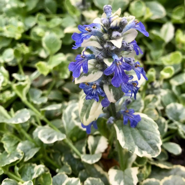 Producto - Ajuga reptans variegada