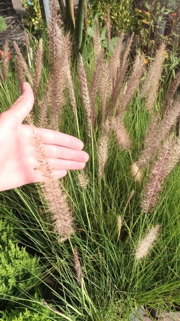 Producto - Pennisetum - 3