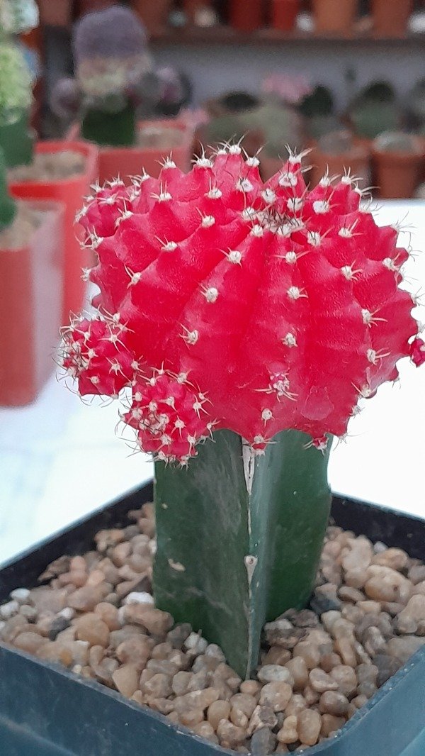 Producto - Gymnos injertados M12