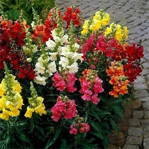 Producto - Antirrhinum majus (Conejito enano) x cajón