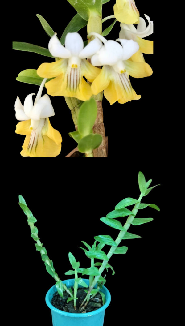 Producto - Dendrobium Uniflorum