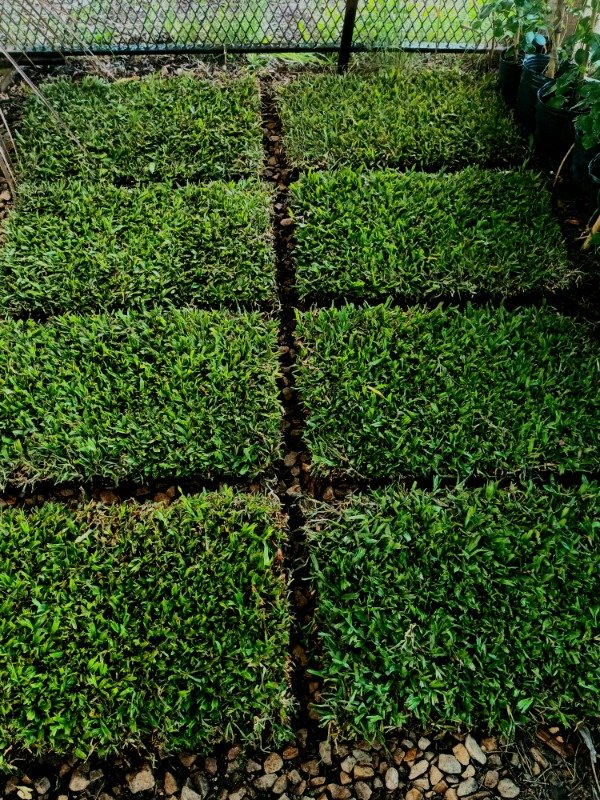 Producto - Grama Bahíana - 0