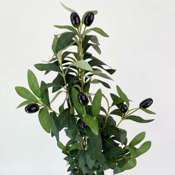 Producto - Olivo 75cm - 2