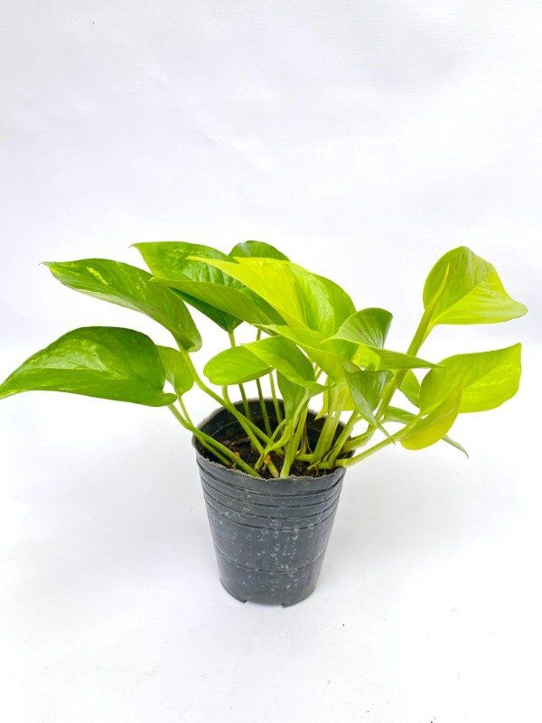 Producto - Potus Limón n12