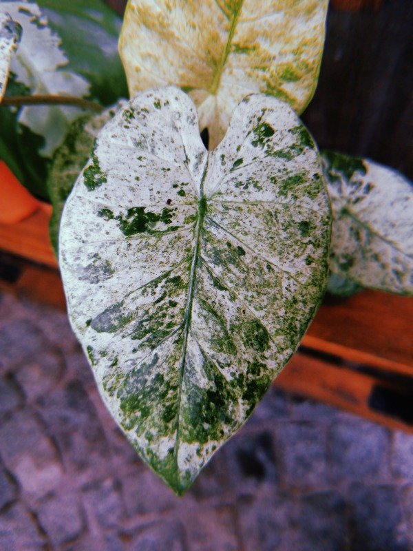 Producto - ALOCASIA BATIK