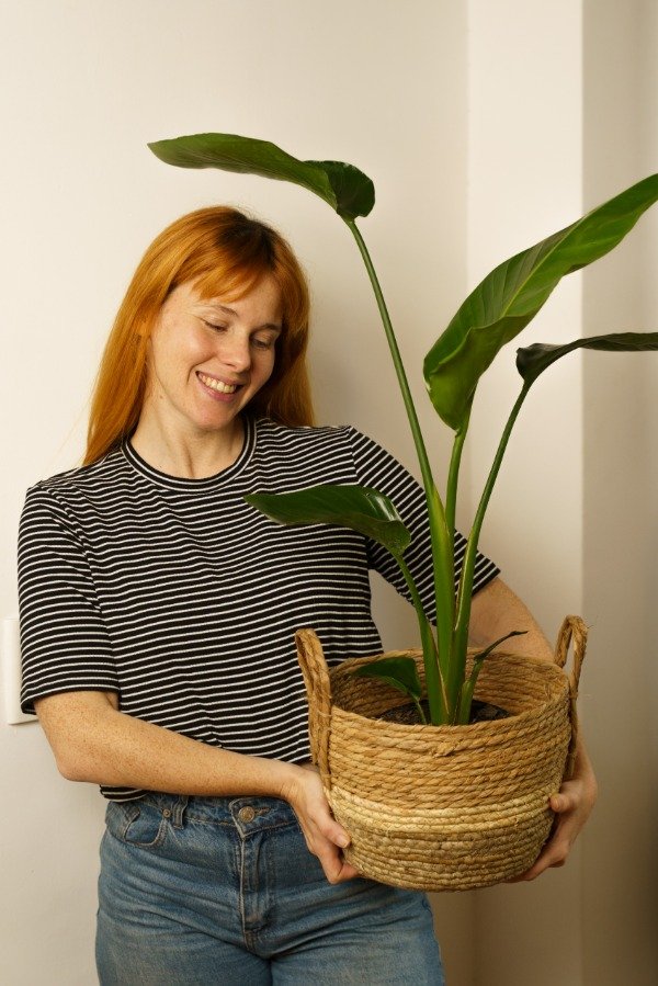 Producto - Strelitzia Nicolai Mediana