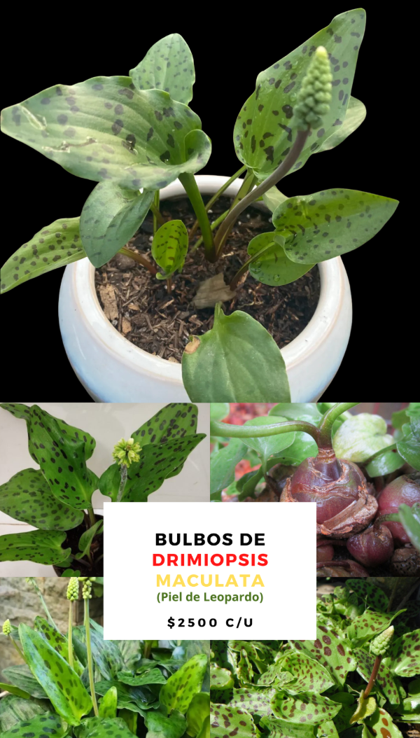 Producto - Bulbo de Drimiopsis Maculata