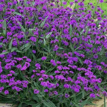 Producto - Verbena rigida 750 cc