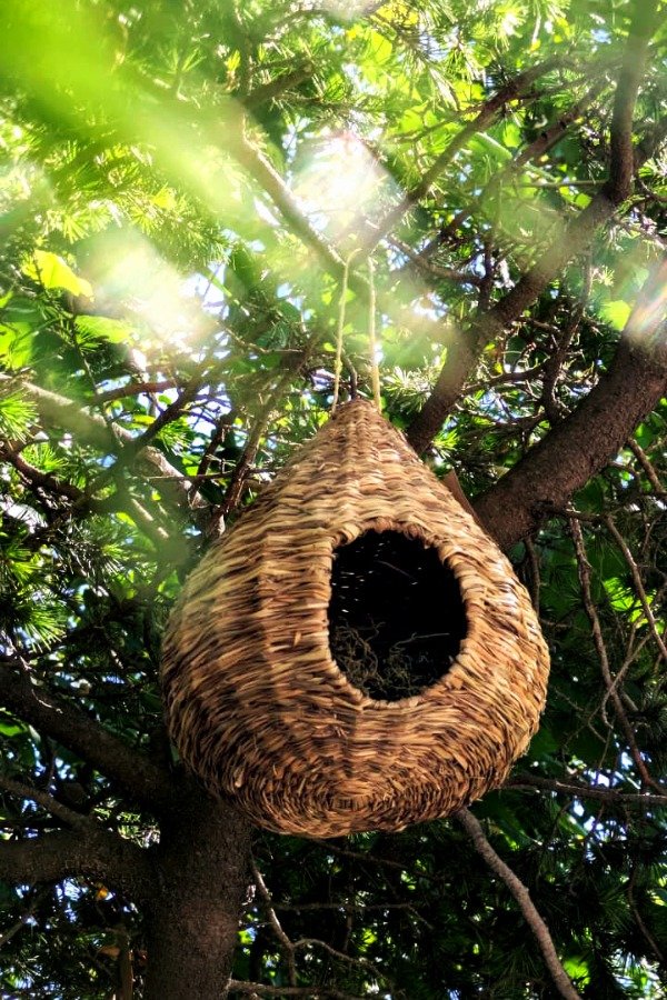 Producto - Nido [GORRION]