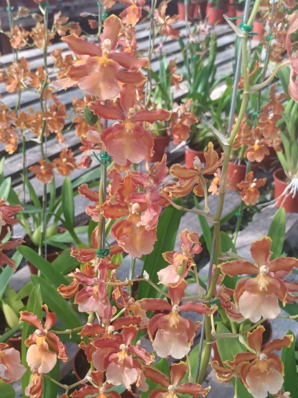 Producto - Oncidium Orquídea - 2