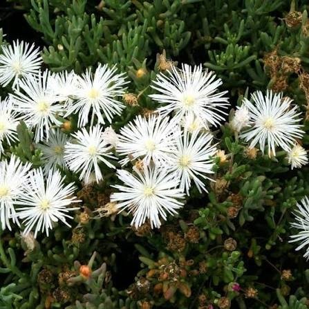 Producto - Lampranthus spectabilis "rayito de sol blanco" 1,5 L - 0