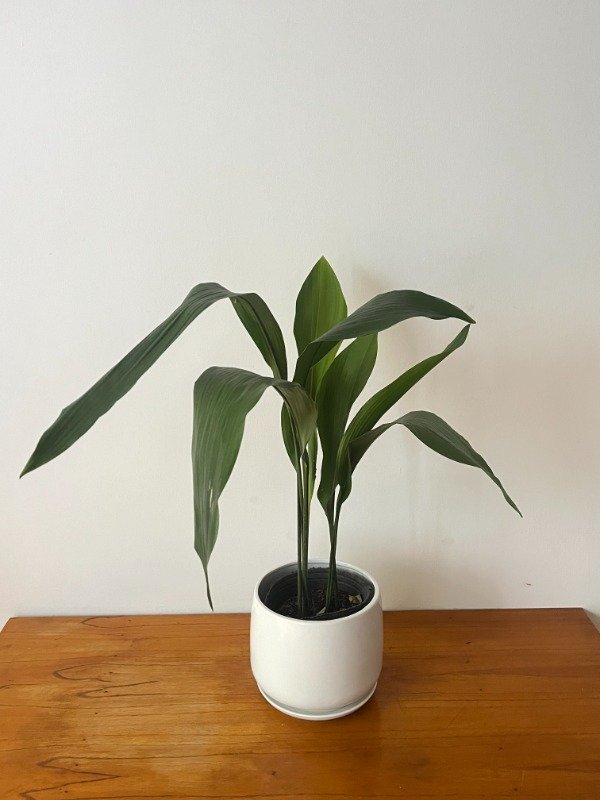 Producto - Aspidistra