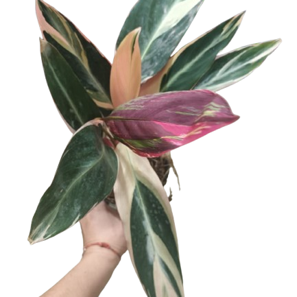 Producto - Calathea Stromanthe Triostar