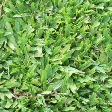 Producto - Grama bahiana (brasilera) en panes x m2