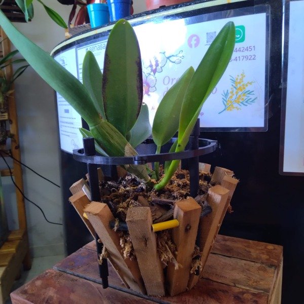 Producto - Cattleya sin ID - 5