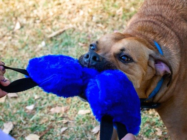 Producto - Tug Toy