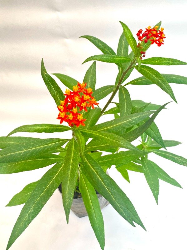 Producto - Asclepia en maceta soplada de 3L