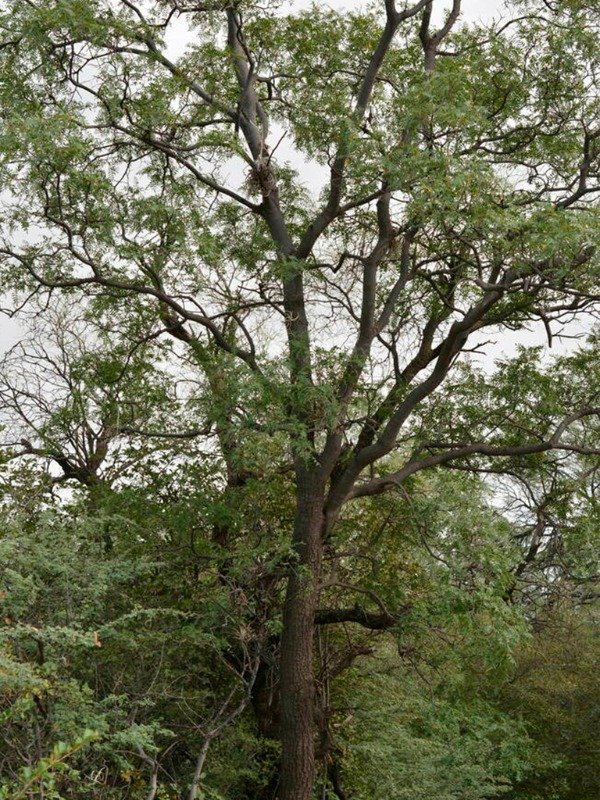 Producto - ORCO QUEBRACHO (Schinopsis lorentzii)