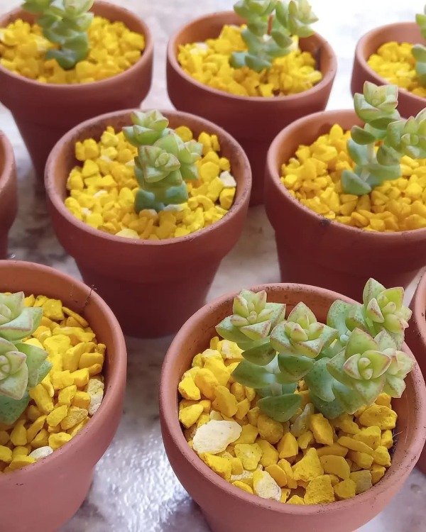 Producto - Minisuculentas Souvenir x10u - 1