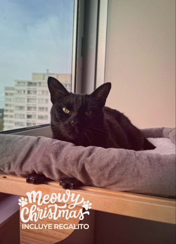 Producto - El Palco: Camita Ventana