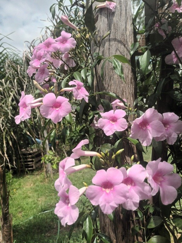 Producto - Bignonia Rosa - 0