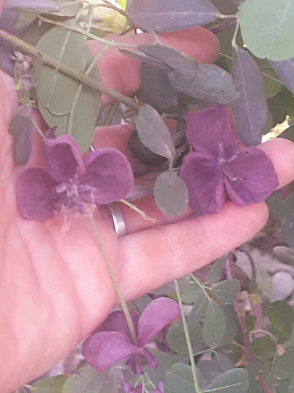 Producto - Akebia quinata