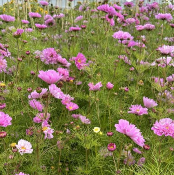 Producto - Cosmos bipinnatus Double Dutch Rose - 1
