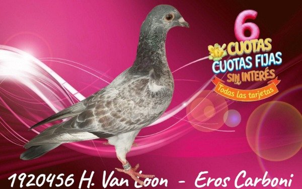 Producto - 1920456 Hembra VAN LOON - EROS CARBONI