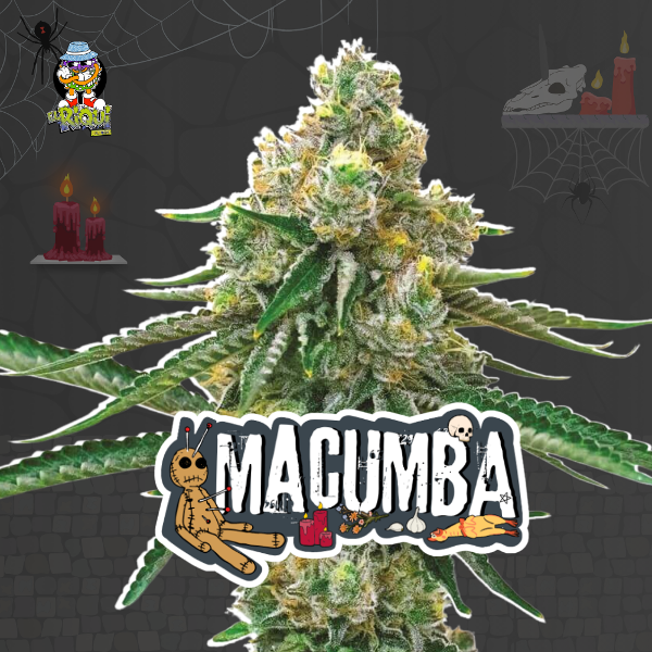 Producto - MACUMBA Fotoperiódica El Riqui x4