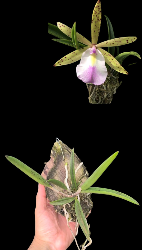 Producto - Hibrido de Brassavola