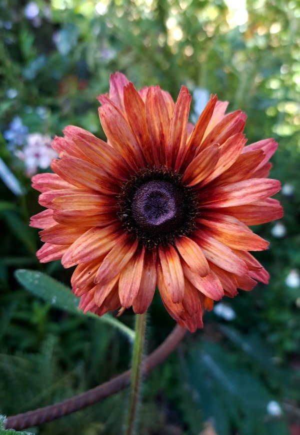 Producto - Rudbeckia sahara
