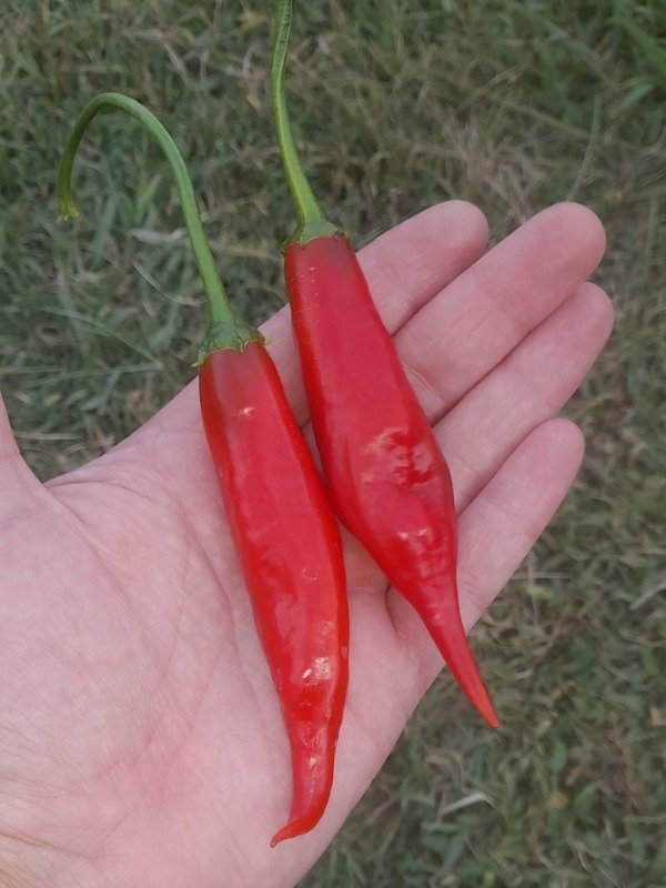 Producto - 15 Semillas de Pimenta Dedo de Moca