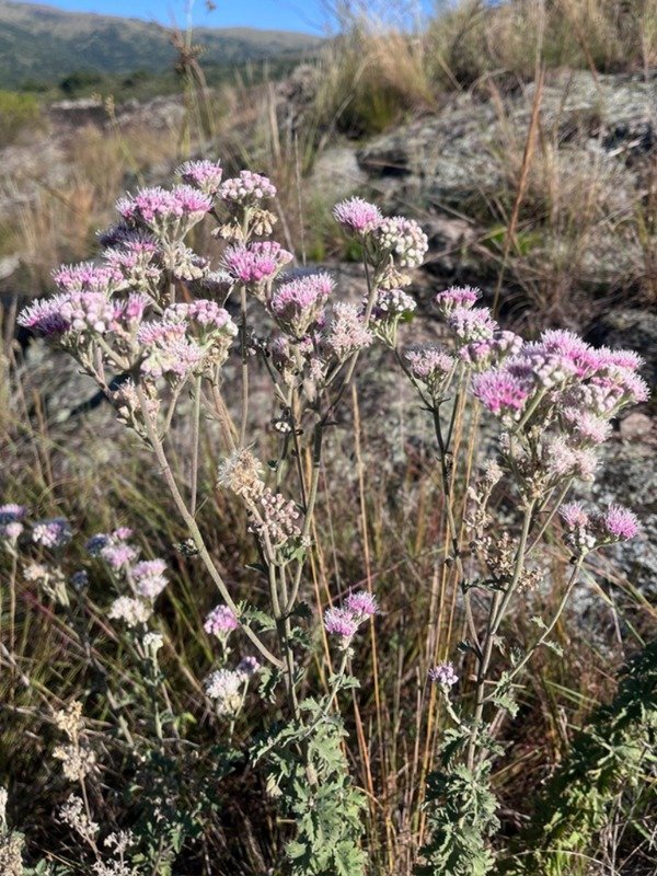 Producto - GYPTIS ARTEMISIIFOLIA - 0