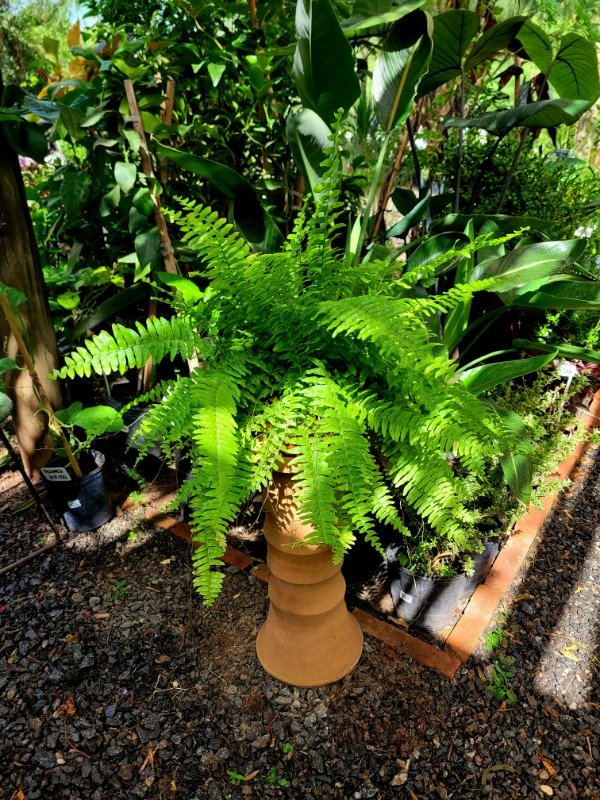 Producto - Nephrolepis exaltata o Helecho boston (mediano)