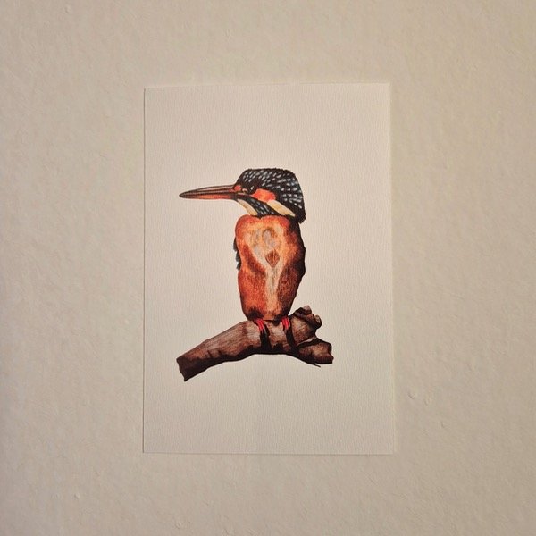 Producto - Postal 01 - MARTIN PESCADOR