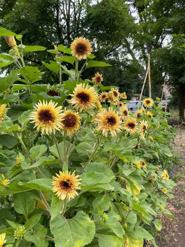 Producto - SEMILLAS DE GIRASOL ASTRA ROSE MULTIFLORAL