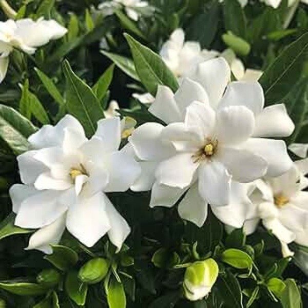 Producto - Jazmín del Cabo
