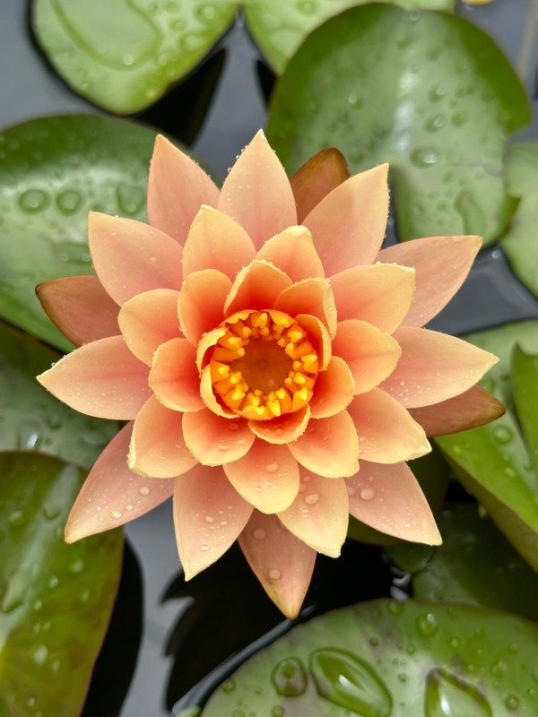 Producto - Nymphaea CINTHIA ANN (mediana)
