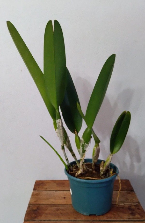 Producto - Laelia Purpurata estriata (clara x oscura) - 3