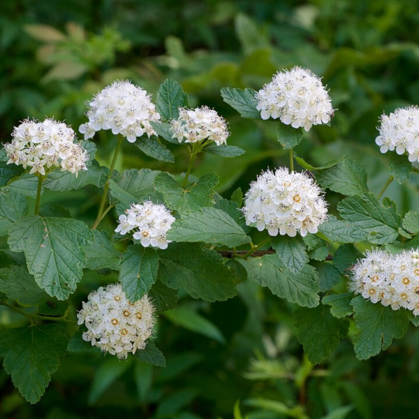 Producto - Copito de nieve - Physocarpus opulifolius