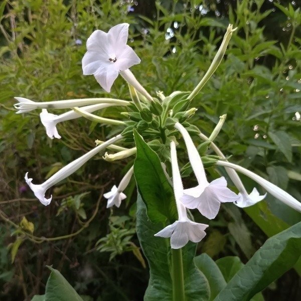 Producto - Nicotiana sylvestris - Tabaco silvestre - Perfumada - jardín nocturno - 1