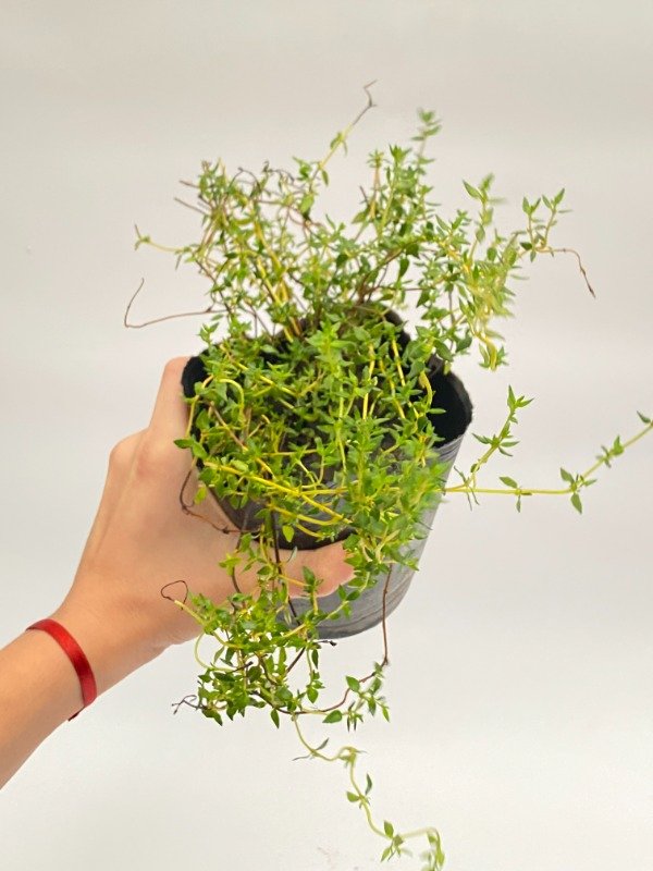 Producto - Tomillo en maceta N12