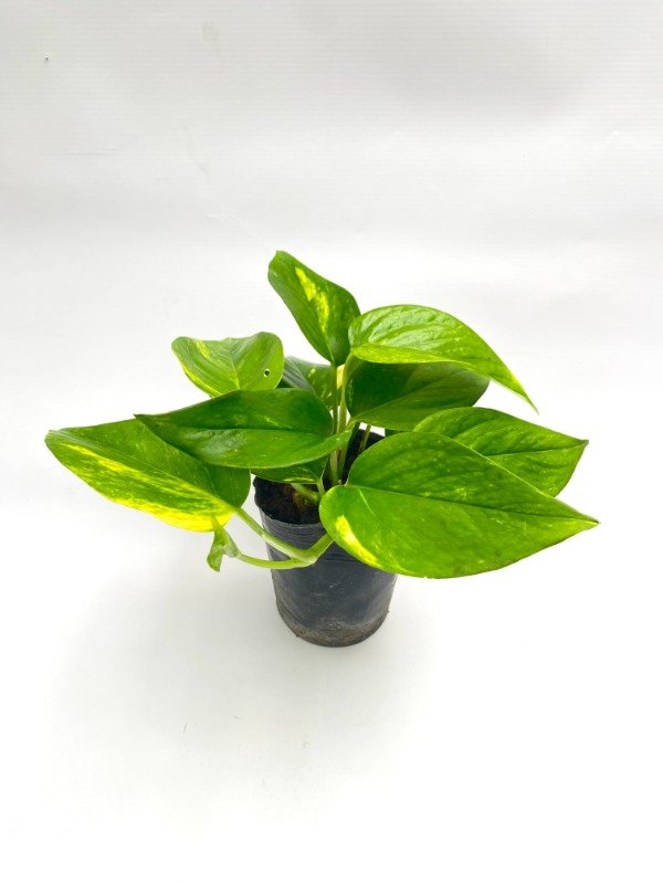 Producto - Potus en maceta numero 12