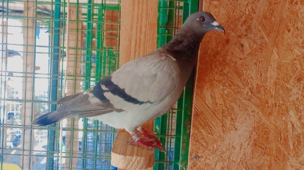 Producto - 1903441/25 Hembra